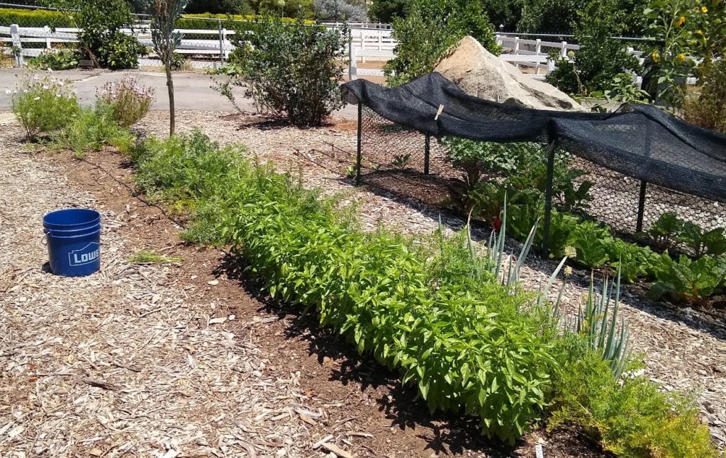 Dealing with root knot nematodes in a vegetable garden - Greg Alder's Yard  Posts: Southern California food gardening