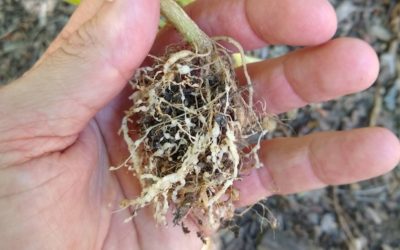 What are root knot nematodes?