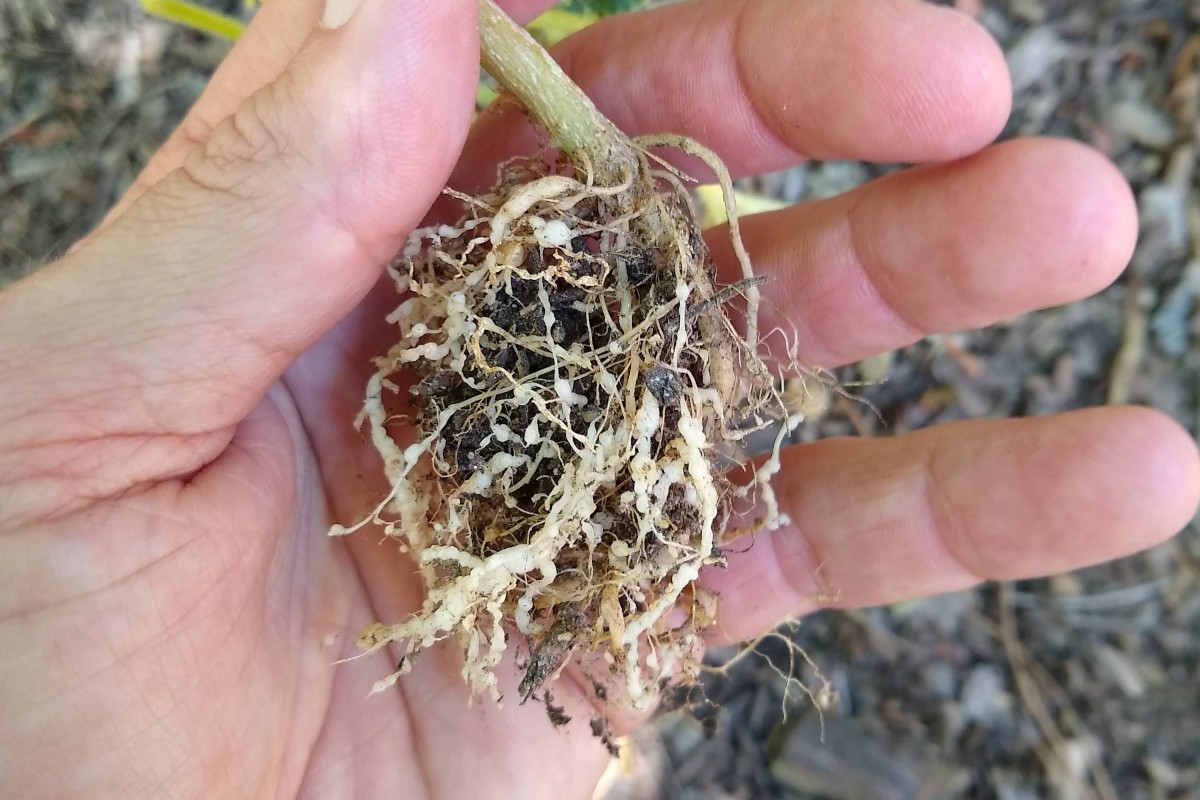 What are root knot nematodes? - Greg Alder's Yard Posts: Southern  California food gardening