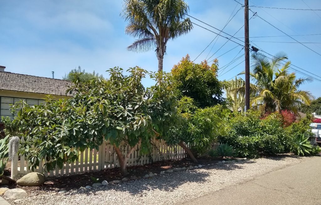 How far apart to plant avocado trees Greg Alder's Yard Posts