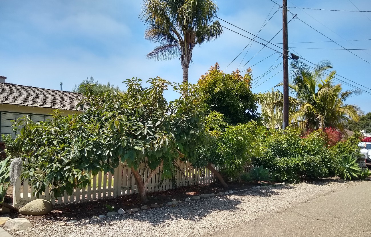 Fuerte-Bacon-Pinkerton-avocado-trees-planted-about-10-feet-apart ...