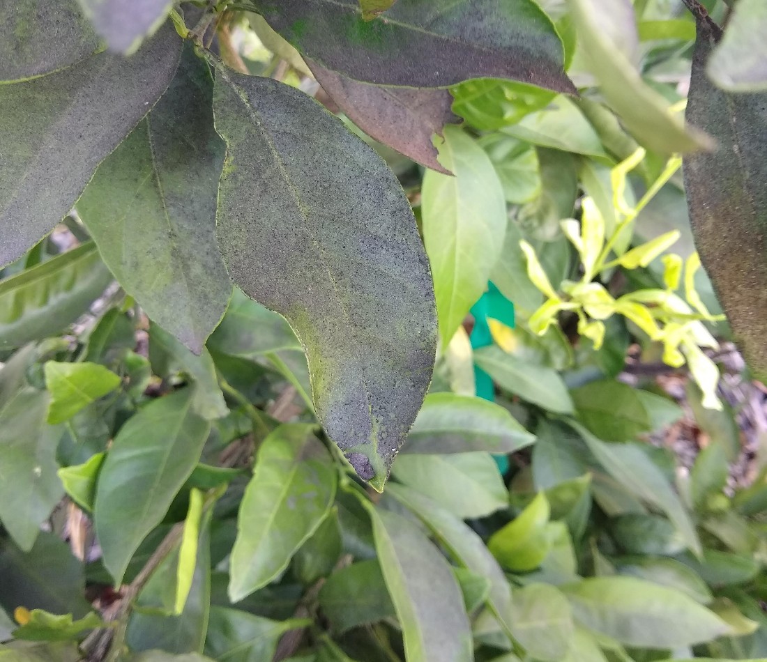 black-film-sooty-mold-on-citrus-leaves-greg-alder-s-yard-posts-food