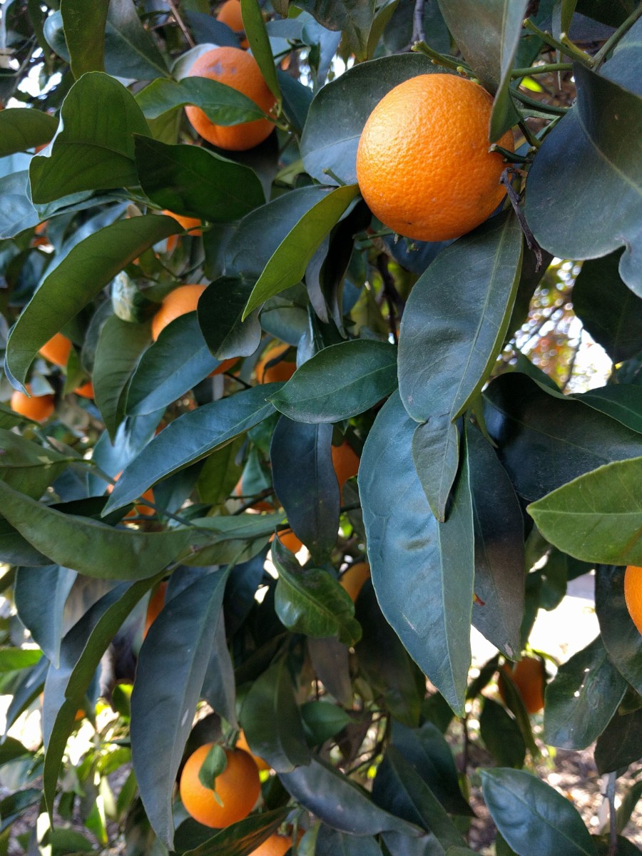 deep green leaves north side canopy Valencia orange  tree  