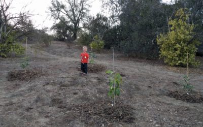 How far apart to plant avocado trees