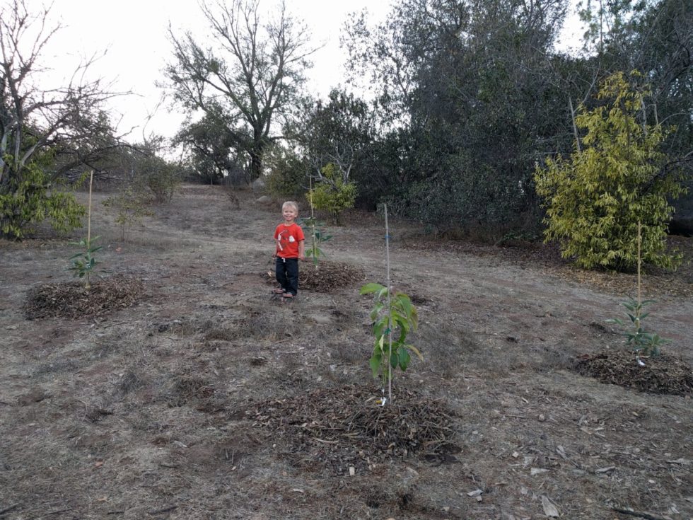 How far apart to plant avocado trees Greg Alder's Yard