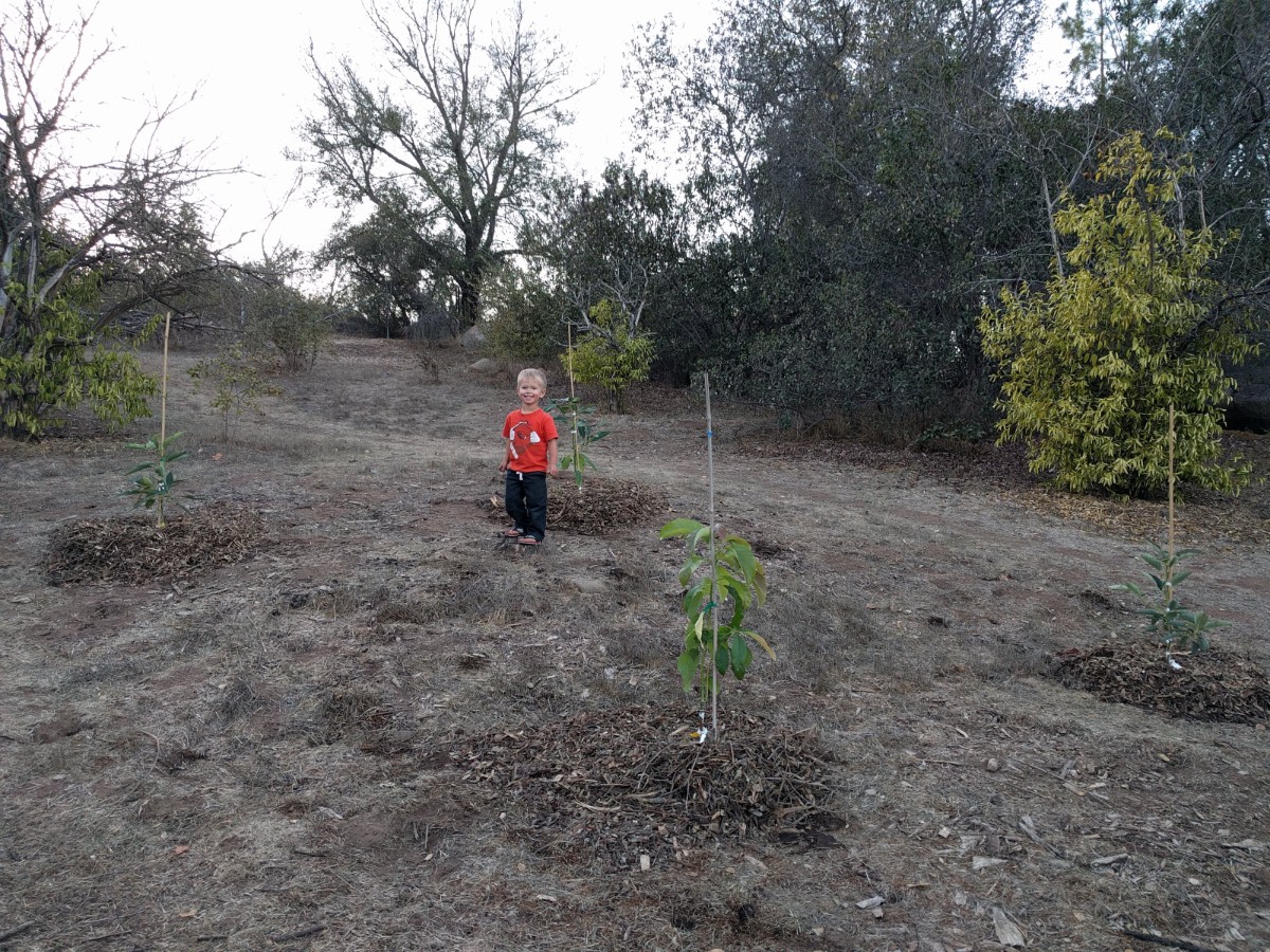 how far apart should you plant avocado trees Greg Alder