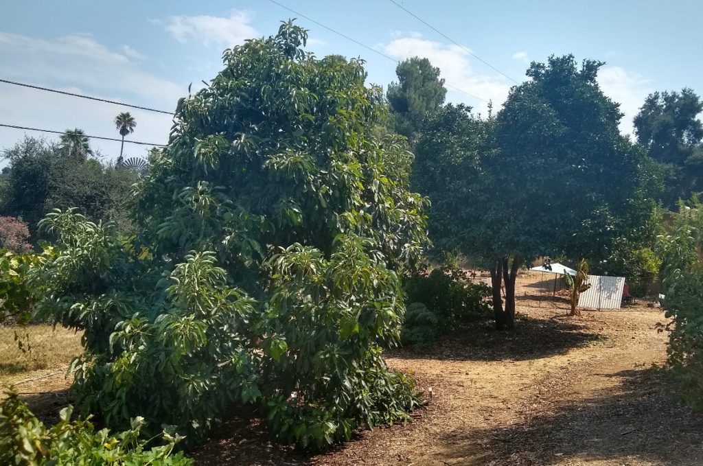 avocado trees apart plant far orange tree valencia pruning hass trunk