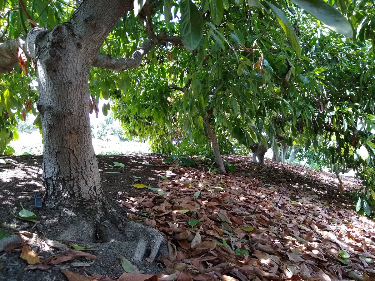 mature-Hass-avocado-trees-planted-15-feet-apart-down-row-close-up