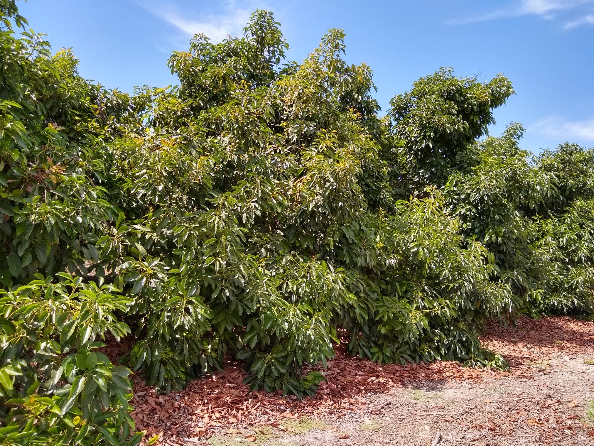 potted hass avocado tree