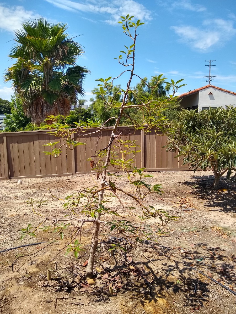 overwatered-avocado-tree-in-heavy-soil-root-rot - Greg ...