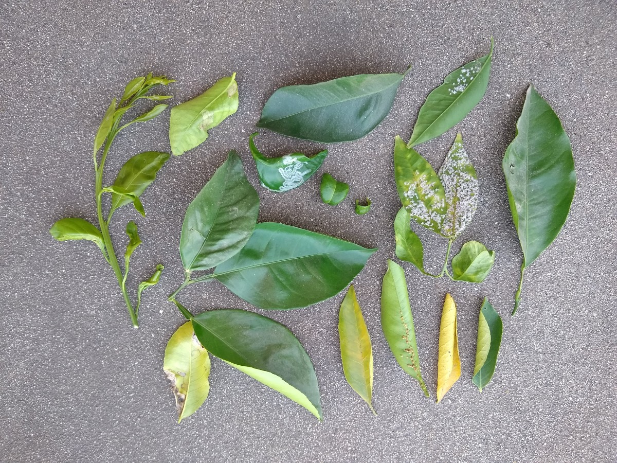 grapefruit tree leaves curling