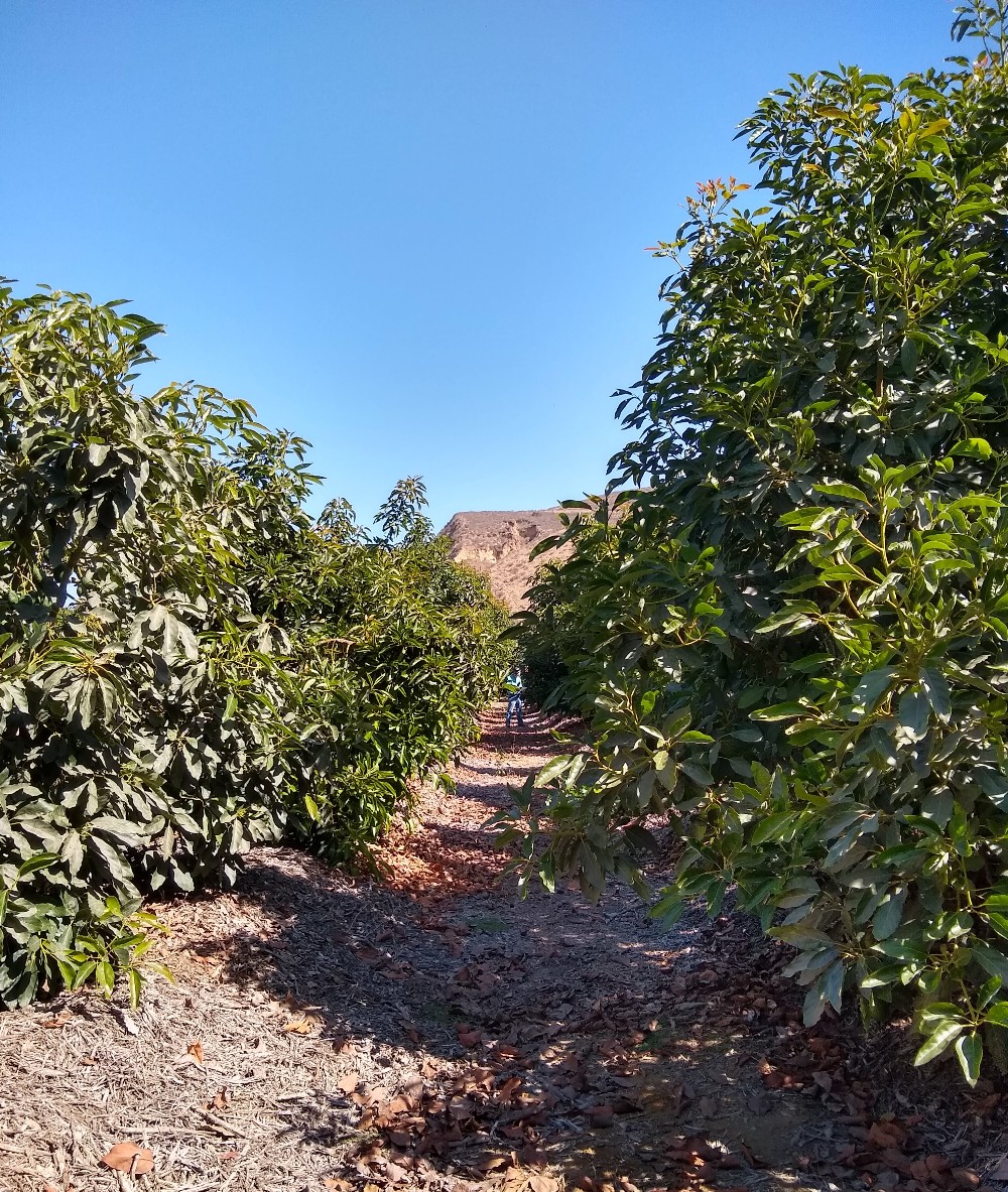 Seven-year-old-avocado-trees-planted-12-feet-apart-with-aisles-15-feet ...