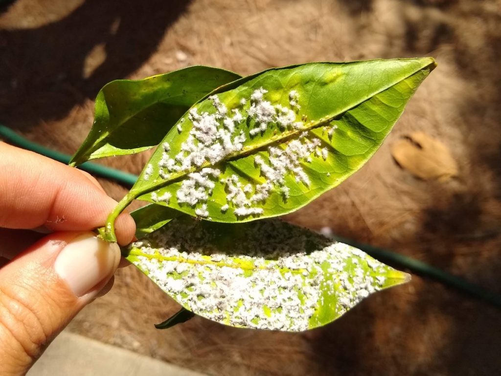 Reading Citrus Leaves Greg Alder s Yard Posts Southern California 
