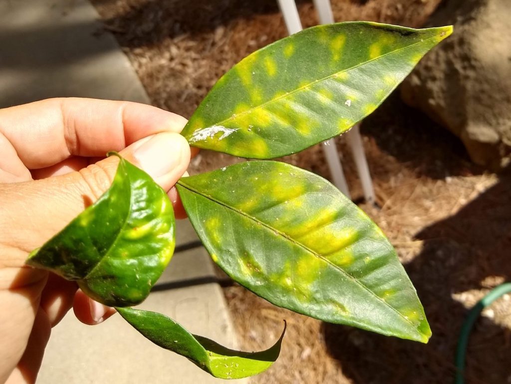 Reading Citrus Leaves Greg Alder S Yard Posts Southern California   Yellow Mottling On Citrus Leaves From Woolly Whitefly 1024x769 