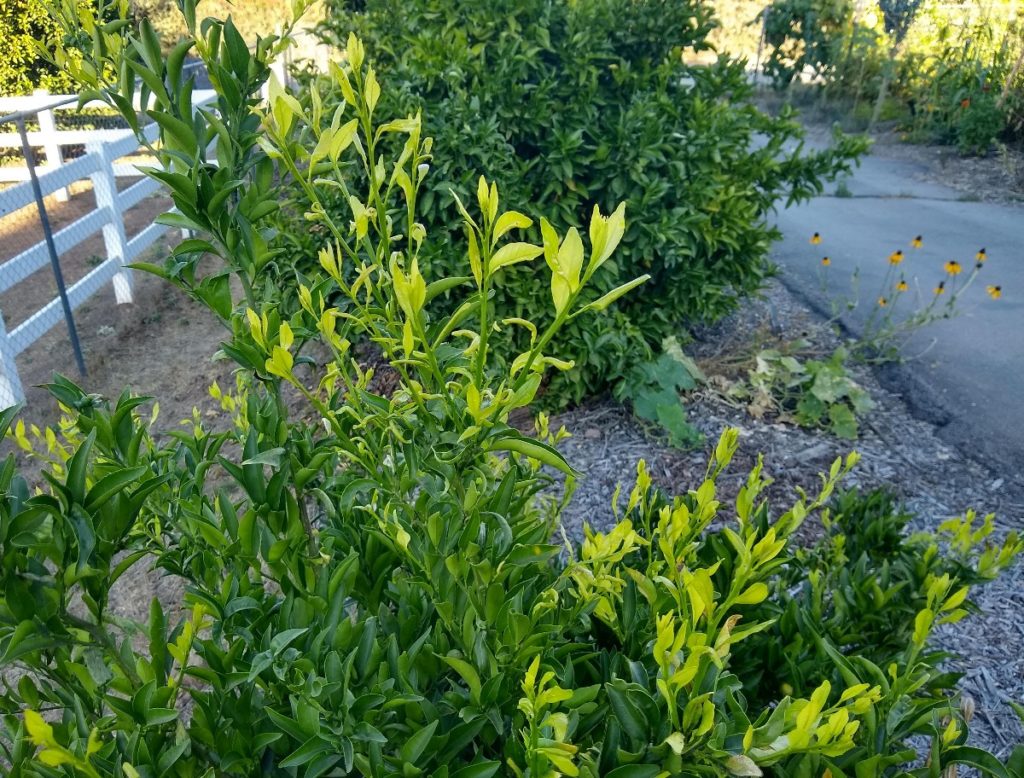 Reading Citrus Leaves Greg Alder S Yard Posts Southern California   Yellow Small Leaves New Growth On Citrus Tree 1024x778 