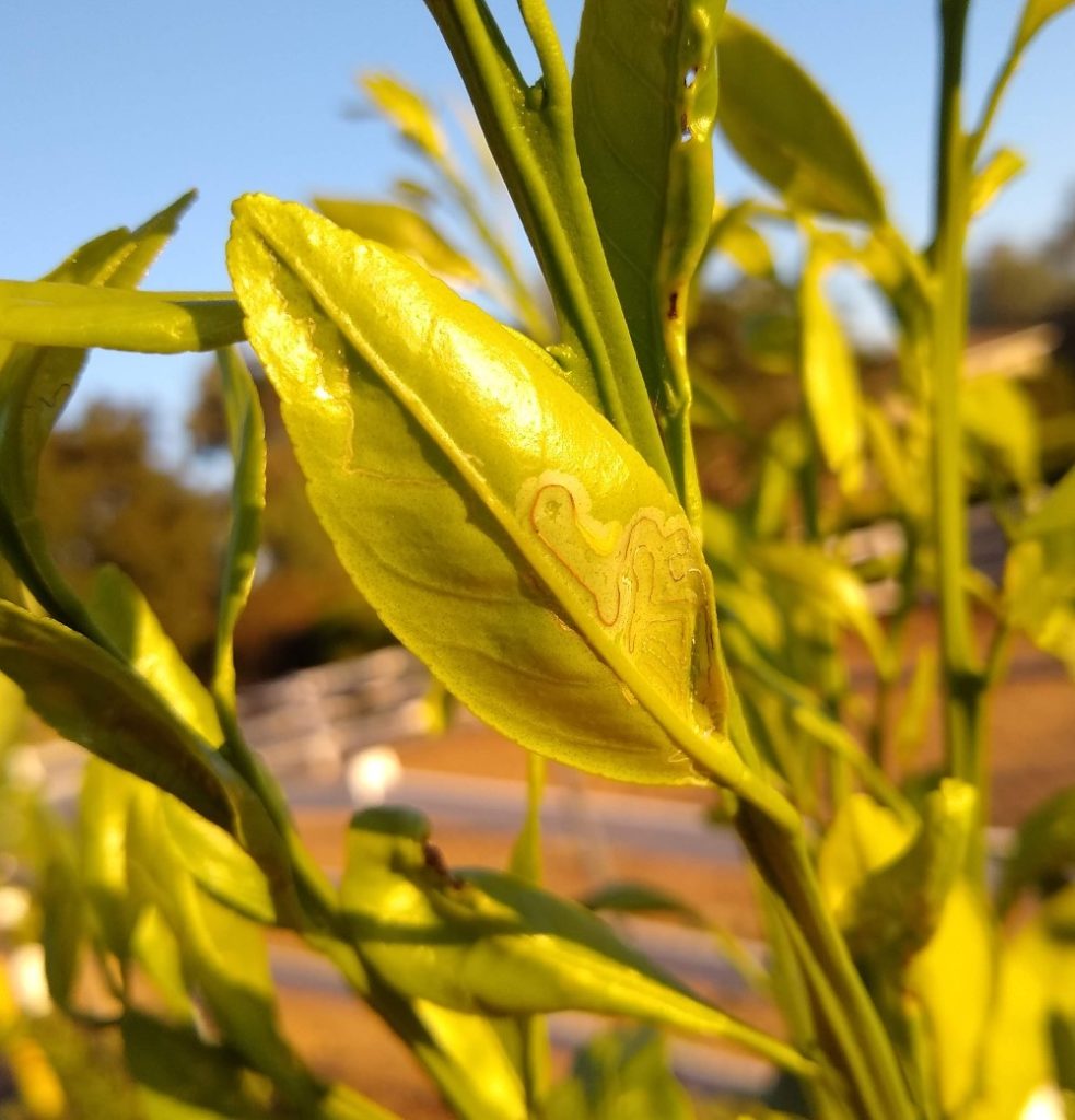 Reading Citrus Leaves Greg Alder S Yard Posts Southern California   Zig Zag Tracks Leafminer On Citrus Leaf 983x1024 