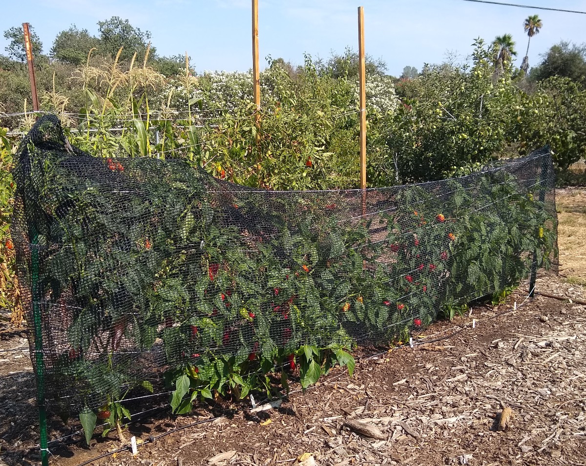 30percentshadeclothovermypepperplants Greg Alder's Yard Posts
