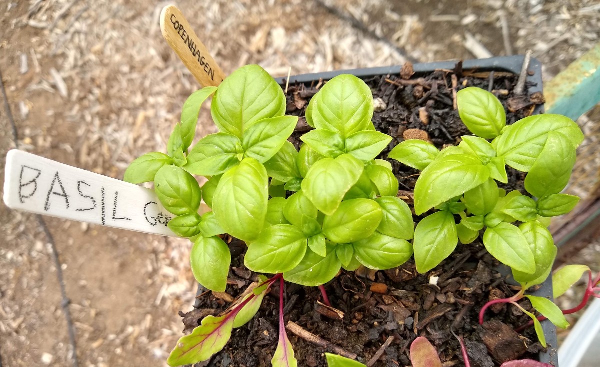 thinning basil seedlings thinning basil seedlings