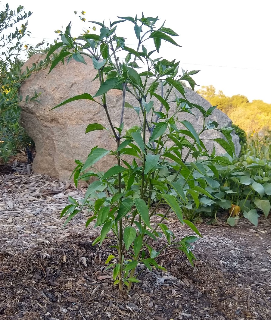 birds-eye-pepper-plant-young - Greg Alder's Yard Posts: Food Gardening