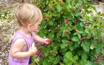 Growing small blackberry and raspberry bushes on stakes