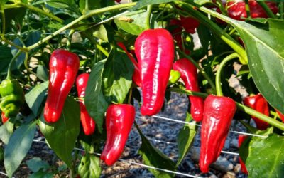 Growing peppers in Southern California