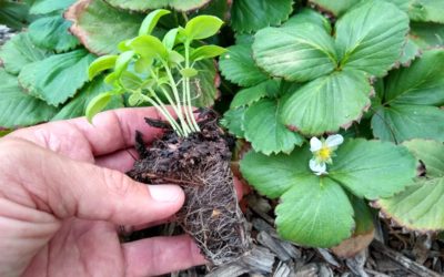 Interplanting a strawberry patch