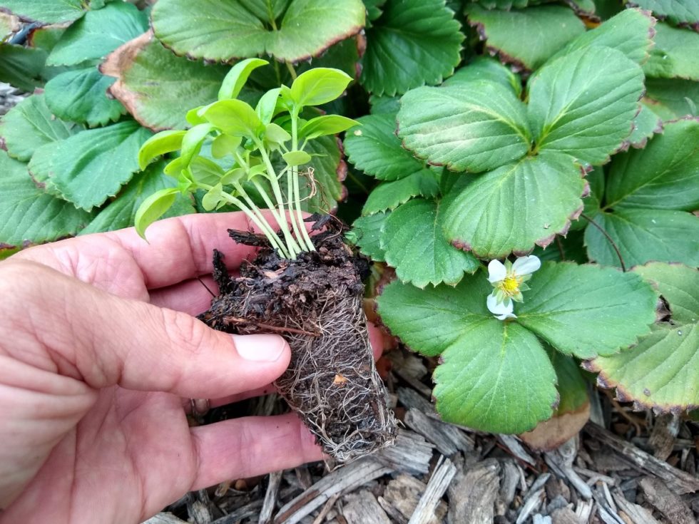 Interplanting a strawberry patch Greg Alder's Yard Posts Southern California food gardening