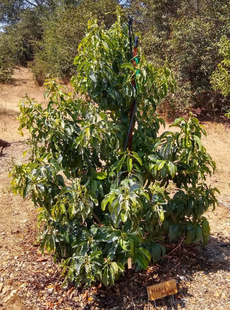 Protecting avocado trees from heat - Greg Alder's Yard Posts: Southern ...