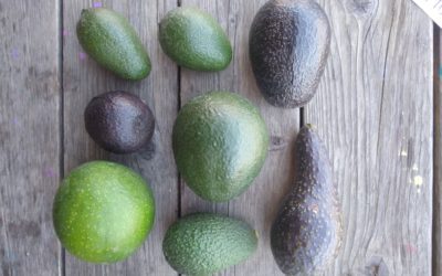 Online presentation “Avocados: Varieties and Heat” this Friday