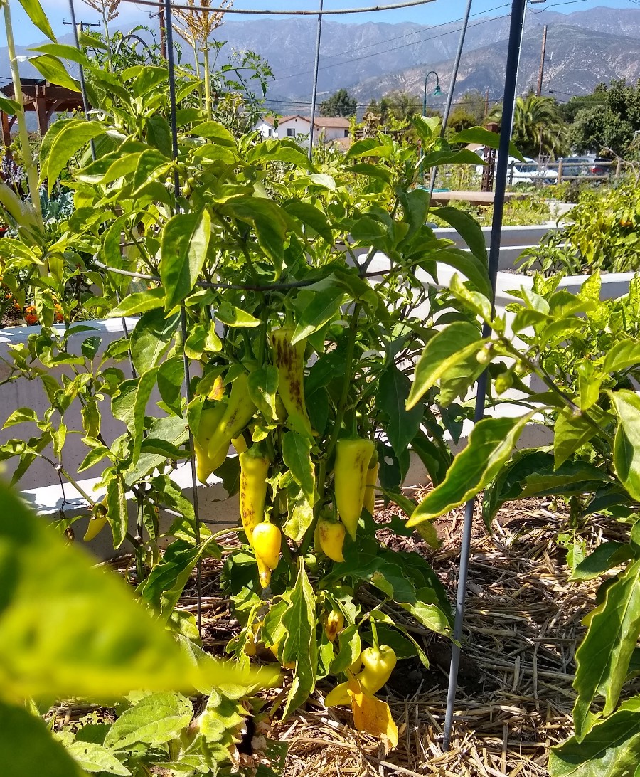 Greg Alder's Yard Posts
