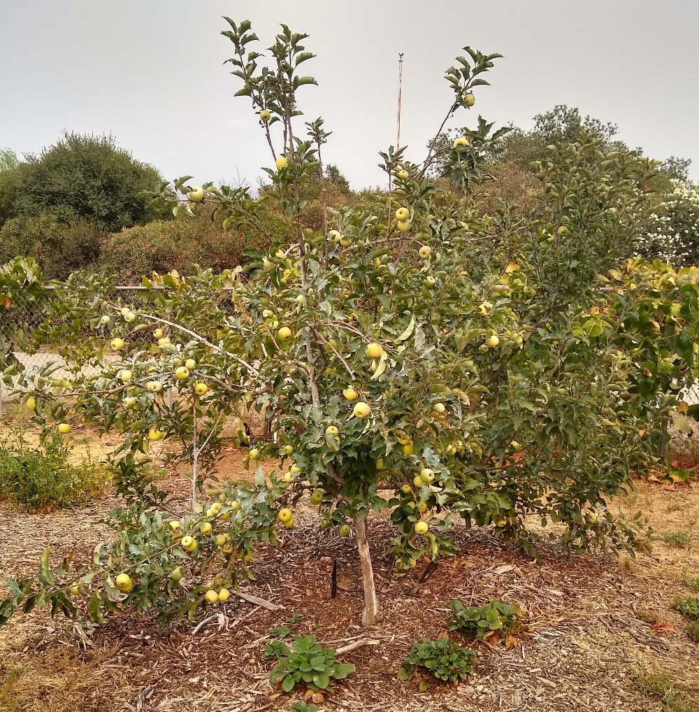 Image of Apple tree with strawberries planted underneath