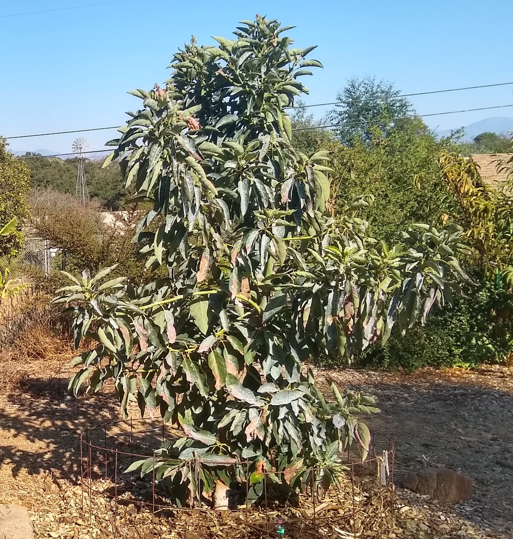 Carmen-avocado-tree-two-years-old - Greg Alder's Yard Posts: Food 