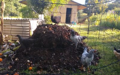 Fertilizing vegetables with compost: pros and cons