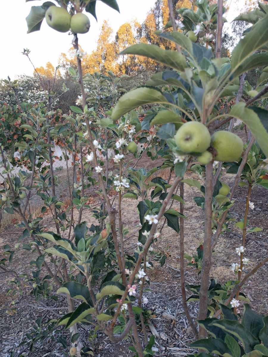 bloomonPinkLadyappletreeJuly232018 Greg Alder's Yard Posts
