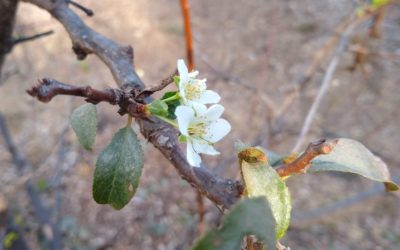 Fruit trees can bloom after stress