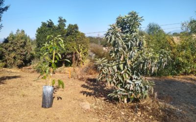 Training young avocado trees