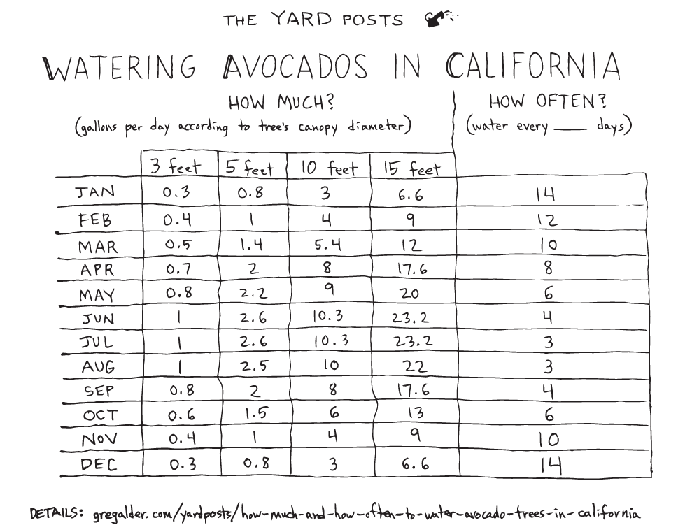 How much and how often to water avocado trees in California Greg