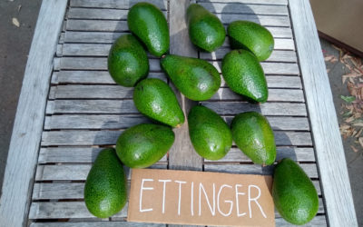 Ettinger avocado: a profile