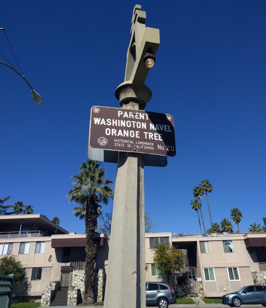 Saving the Parent Washington Navel orange tree - Greg Alder's Yard Posts:  Southern California food gardening