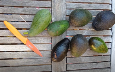 How to tell if an avocado is ripe