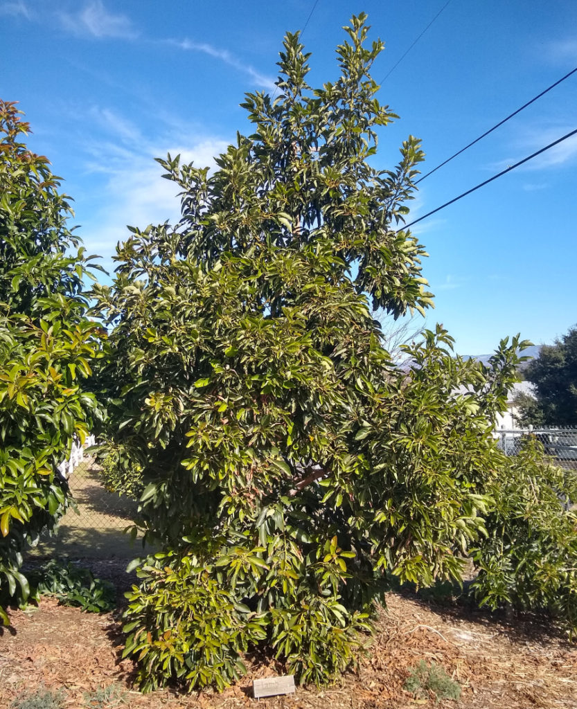 How much and how often to water avocado trees in California Greg