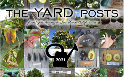 Avocado calendar for 2021