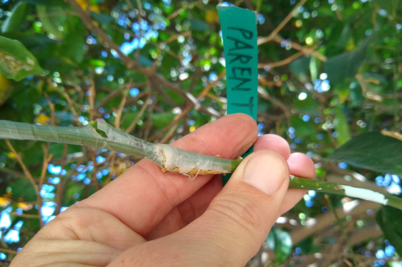 Saving the Parent Washington Navel orange tree - Greg Alder's Yard Posts:  Southern California food gardening