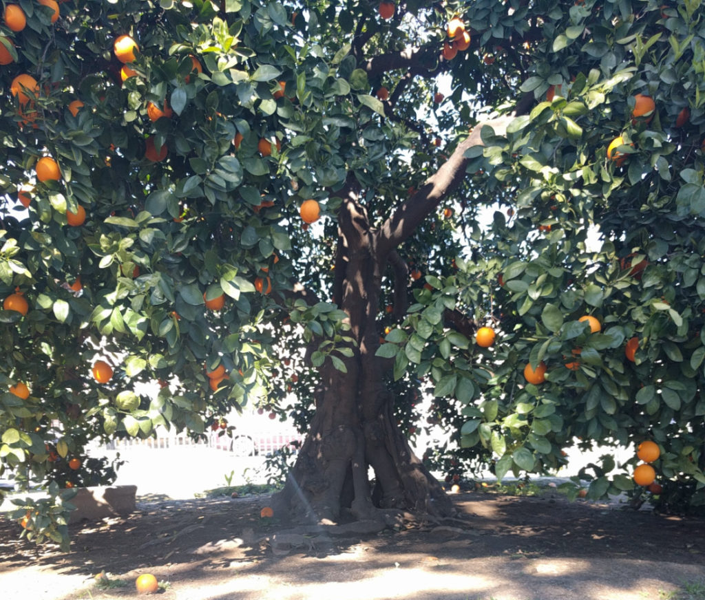 https://gregalder.com/yardposts/wp-content/uploads/2020/12/inarches-on-Parent-Washington-Navel-orange-tree-February-2019-1024x872.jpg