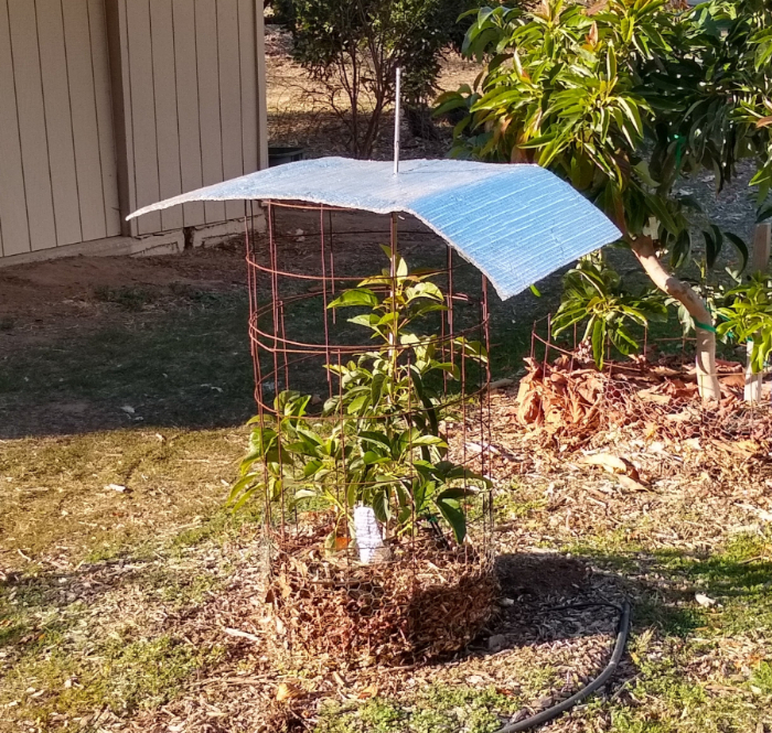 overhead cover for cold protection on young avocado tree Greg Alder's