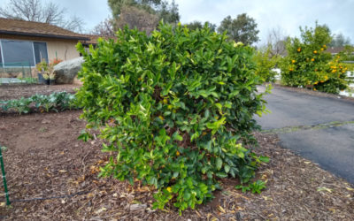 The Bearss lime tree: a profile