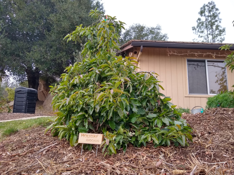 Dwarf avocado store tree