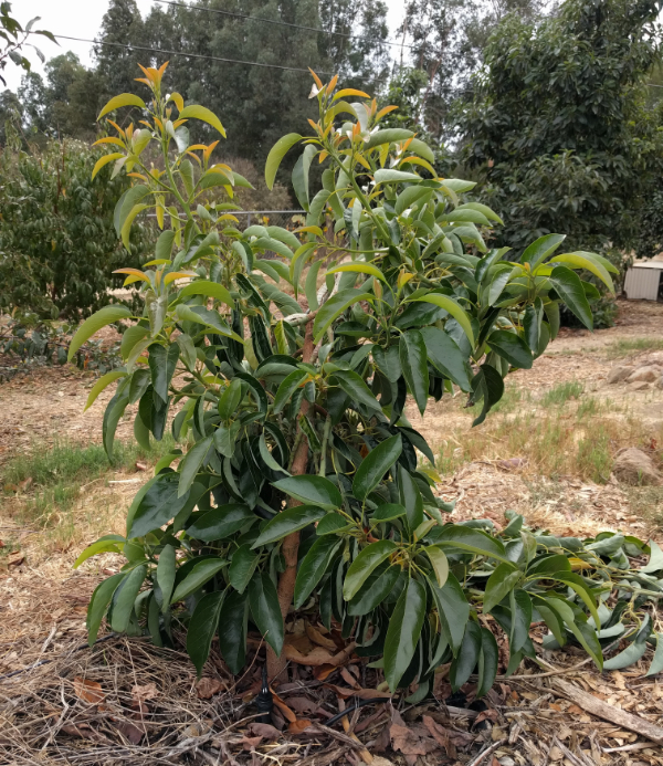 Holiday Avocado Tree | atelier-yuwa.ciao.jp