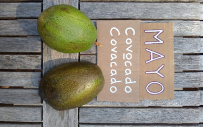 Mayo / Covocado avocado: a profile