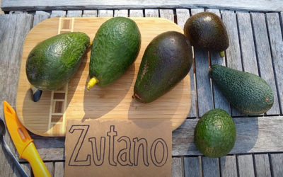 Zutano avocado: a profile